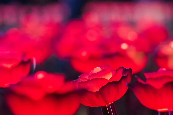 Вогні Прикрашені Квіти Створення Красивого Світла Вночі Фестивалі — стокове фото