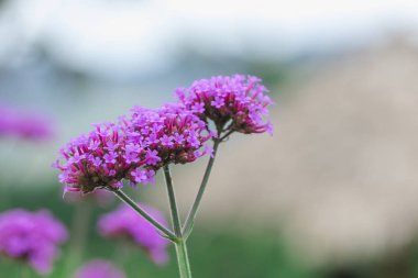 Verbena yağmur mevsiminde çiçek açıyor ve güzel.