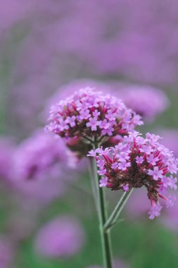 Verbena yağmur mevsiminde çiçek açıyor ve güzel.