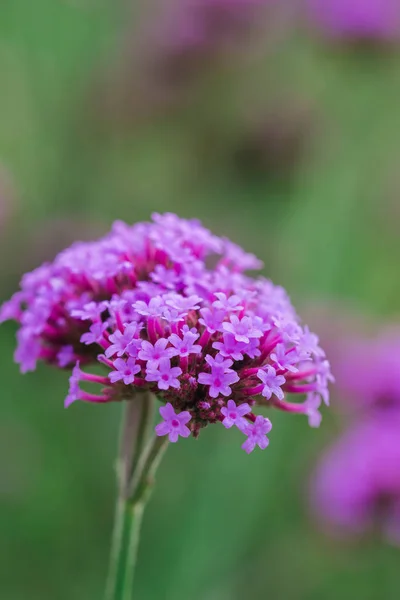 Verbena Blooming Beautiful Rainy Season — Stock Photo, Image