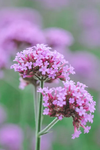 Verbena Está Florescendo Bonito Estação Chuvosa — Fotografia de Stock