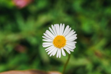 Daisy çiçek açıyor ve doğada güzel. Makro fotoğrafçılık mı