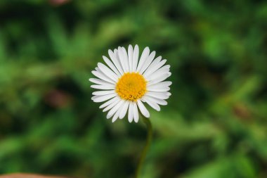 Daisy çiçek açıyor ve doğada güzel. Makro fotoğrafçılık mı