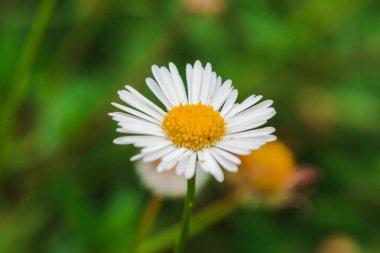 Daisy çiçek açıyor ve doğada güzel. Makro fotoğrafçılık mı