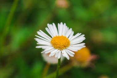 Daisy çiçek açıyor ve doğada güzel. Makro fotoğrafçılık mı