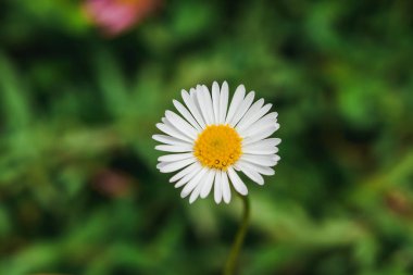 Daisy çiçek açıyor ve doğada güzel. Makro fotoğrafçılık mı