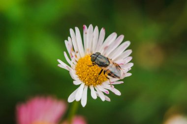 Papatyadaki arılar doğada çiçek açıyor ve güzel..
