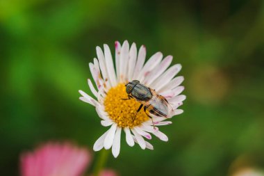 Papatyadaki arılar doğada çiçek açıyor ve güzel..