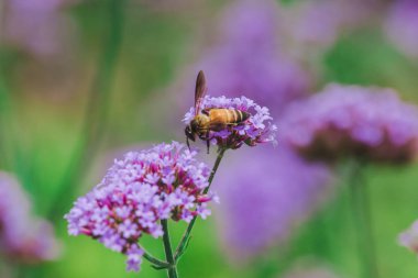 Verbena'daki arı yağmur mevsiminde çiçek açıyor ve güzel..
