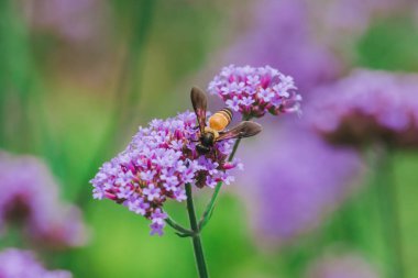 Verbena'daki arı yağmur mevsiminde çiçek açıyor ve güzel..