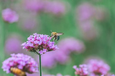 Verbena'daki arı yağmur mevsiminde çiçek açıyor ve güzel..