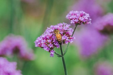 Verbena'daki arı yağmur mevsiminde çiçek açıyor ve güzel..
