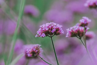 Verbena yağmur mevsiminde çiçek açıyor ve güzel.