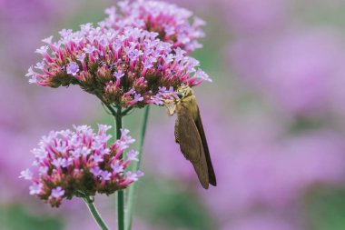 Verbena üzerinde Kelebekler çiçek ve yağmur mevsiminde güzel.