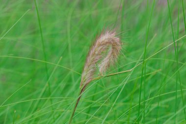 Doğada yeşil çim enpolen