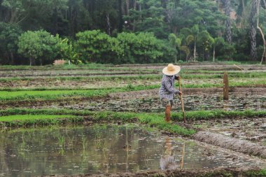Çiftçiler dikim için hazırlık toprak kazma.