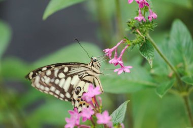 Kireç Kelebeği nektar emiyor, doğada polen.