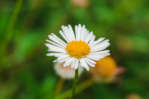Daisy Přírodě Kvetoucí Krásná Makro Fotografie — Stock fotografie