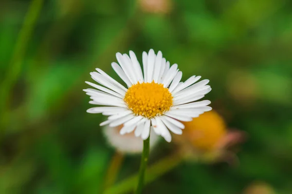 Daisy Přírodě Kvetoucí Krásná Makro Fotografie — Stock fotografie