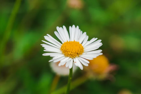 Daisy Přírodě Kvetoucí Krásná Makro Fotografie — Stock fotografie