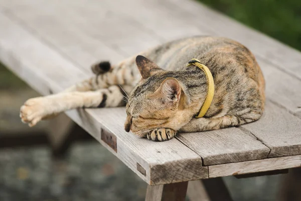 Gato Marrón Acostado Una Vieja Silla Madera —  Fotos de Stock