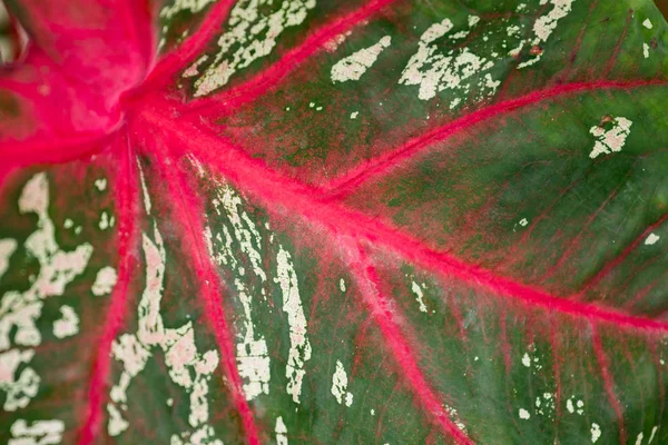 Las Hojas Caladium Son Plantas Ornamentales Con Hermosas Hojas Con —  Fotos de Stock