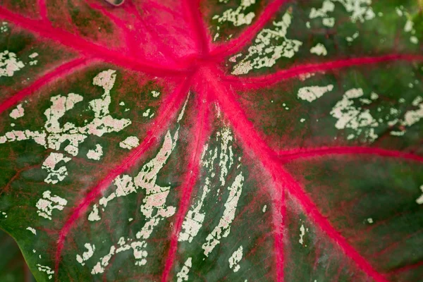 Листям Каладіум Декоративні Рослини Красивими Листами Різними Квітами — стокове фото