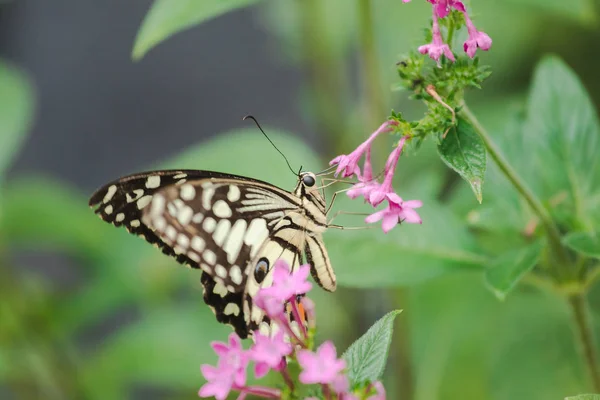 Papillon Chaux Suce Nectar Pollen Dans Nature — Photo