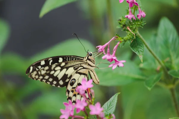 Papillon Chaux Suce Nectar Pollen Dans Nature — Photo