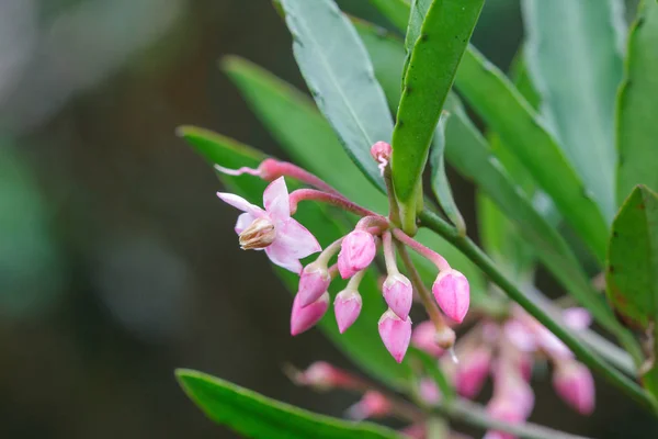 Tiny Pink Flowers Blooming Natural Forests — Stock Photo, Image