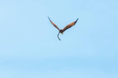 Haliastur indus av için uçuyor Orta boy yırtıcı bir kuş