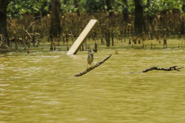 Butorides striatus su üzerindeki dalları üzerinde duruyor. Mangrov ormanında bulunan küçük bir kuş mu