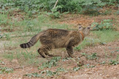 Önünde bir şeye bakan küçük gri bir kedi duruyor..