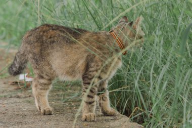Önünde bir şeye bakan küçük gri bir kedi duruyor..