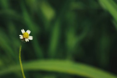 Palto düğmeleri otsu bitkilerdir ve iyi tolere ot türüdür.