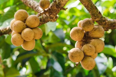 Lansium domesticum, tropikal meyve, tatlı bir tadı vardır, küresel, kalın, kaba, sarı Longkong denir