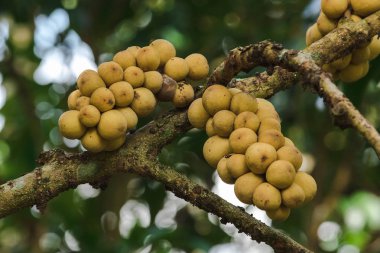 Lansium domesticum, tropikal meyve, tatlı bir tadı vardır, küresel, kalın, kaba, sarı Longkong denir