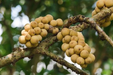 Lansium domesticum, tropikal meyve, tatlı bir tadı vardır, küresel, kalın, kaba, sarı Longkong denir