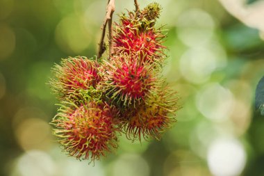 Ağaçta Rambutan tayland popüler gibi birçok kişi tatlı bir meyve