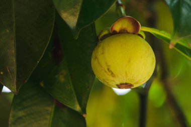 Ağaç üzerinde Mangosteen yerel bir Tay meyvesidir. Tadı tatlı, ekşi ve yumuşak bir tadı var.