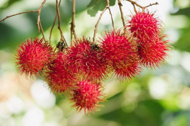 Ağaçta Rambutan tayland popüler gibi birçok kişi tatlı bir meyve