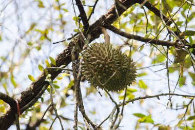 Durian 