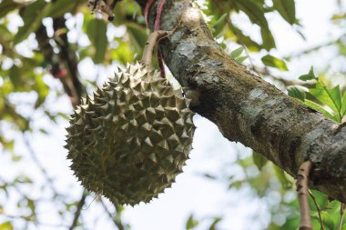 Durian 