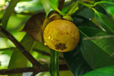 Ağaç üzerinde Mangosteen yerel bir Tay meyvesidir. Tadı tatlı, ekşi ve yumuşak bir tadı var.