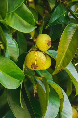 Ağaç üzerinde Mangosteen yerel bir Tay meyvesidir. Tadı tatlı, ekşi ve yumuşak bir tadı var.