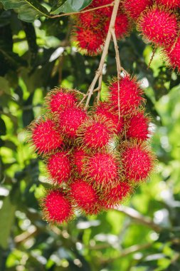 Ağaçta Rambutan tayland popüler gibi birçok kişi tatlı bir meyve