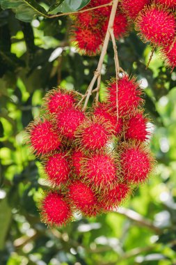 Ağaçta Rambutan tayland popüler gibi birçok kişi tatlı bir meyve
