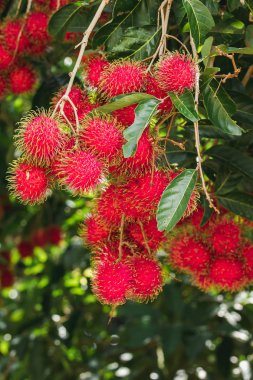 Ağaçta Rambutan tayland popüler gibi birçok kişi tatlı bir meyve
