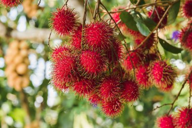 Ağaçta Rambutan tayland popüler gibi birçok kişi tatlı bir meyve