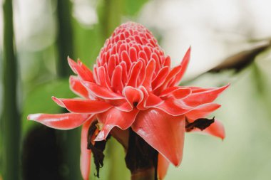 Torch Ginger güzel çiçekleri olan bir bienal bitkidir. Satılık kesilmiş çiçekler gibi artan bir popülerlik var.